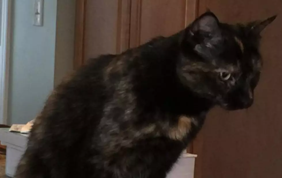Missing Cat in Ulster County Reunited with Owners from North Carolina