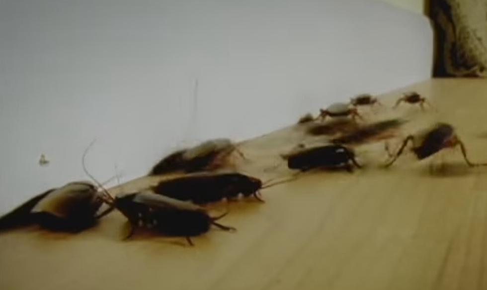 Hudson Valley Neighborhood Terrorized By Cockroach Infestation