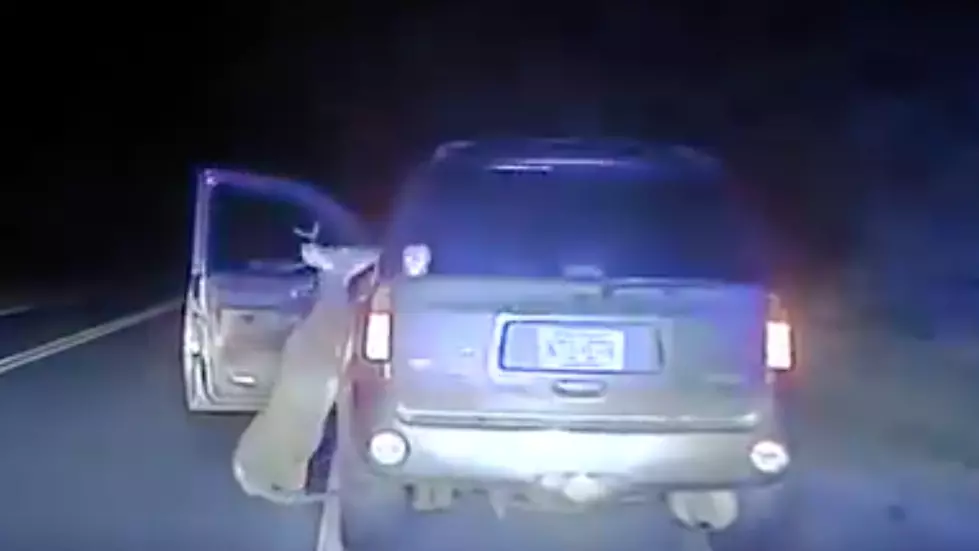 Deer Gets Revenge by Attacking Driver Who Hit It [VIDEO]