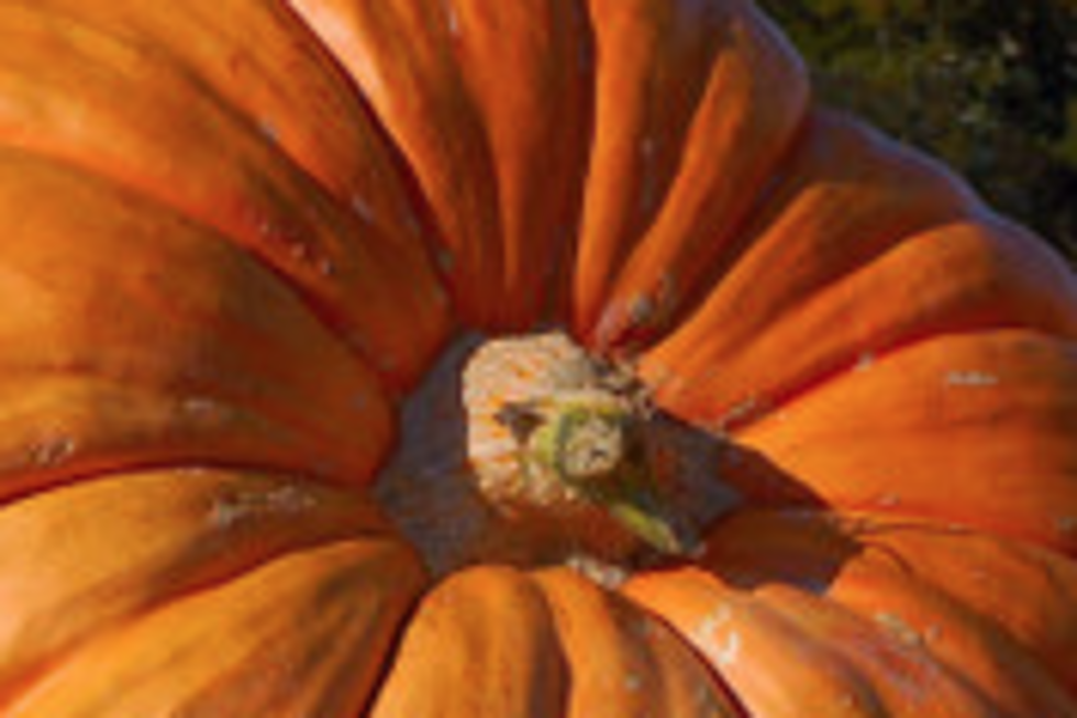 Rhode Island Man Sets New National Record for Biggest Pumpkin