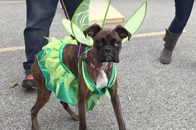 Your Pet&#8217;s Costume Could Be Worth $500