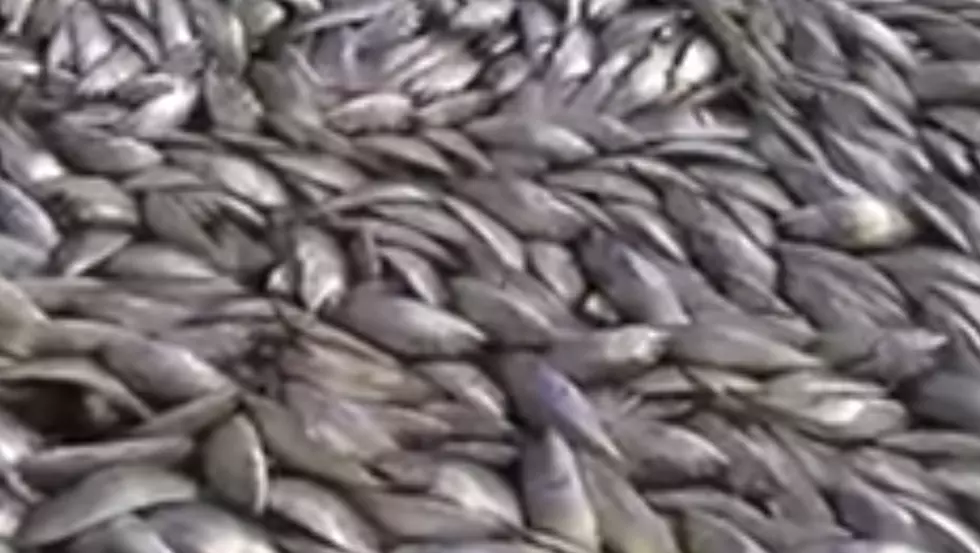 Thousands of Dead Fish Turn Up in Long Island Canal [VIDEO]
