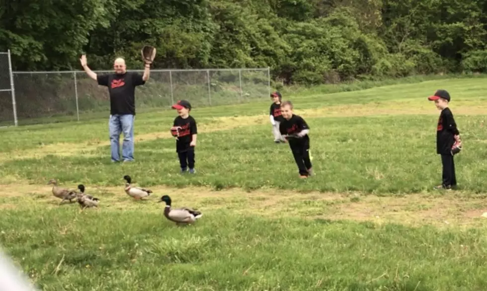Hudson Valley Baseball Game Delayed by Ducks