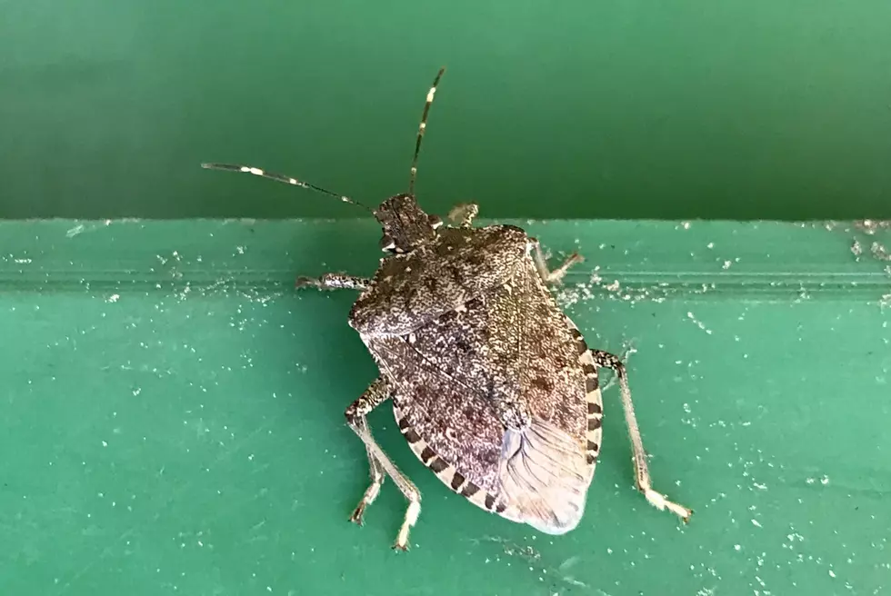 Hudson Valley Stink Bugs: They’re Back and in a Big Way