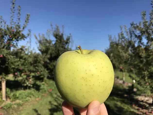 7 Mistakes That Will Ruin Your Local Apple Picking Experience