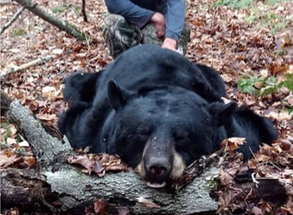 Local Hunter Lands 470 Pound Bear in Mid Hudson Valley
