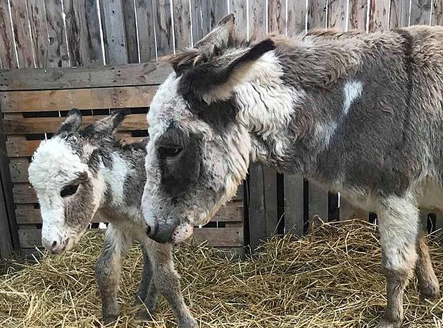 Baby Donkey Born on Christmas Eve Passes Away