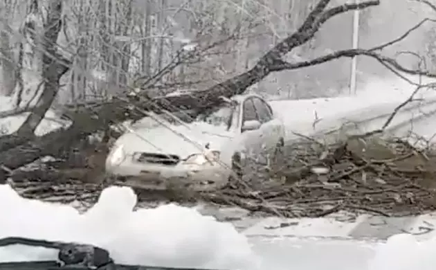 Car Caught Crashing Into Downed Tree on Hudson Valley Road