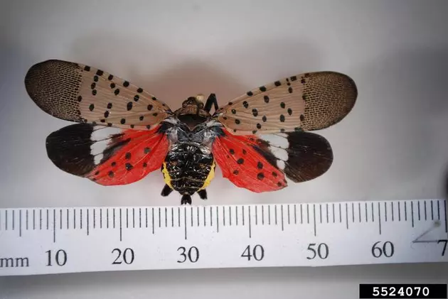 Dangerously Invasive Asian Insect Found Inside Albany Car