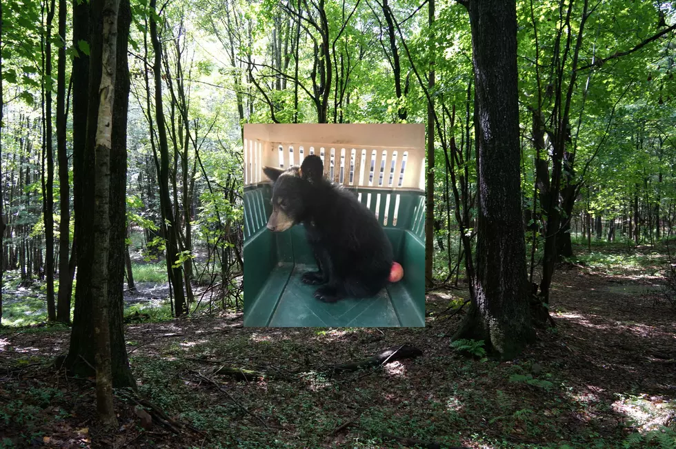 Motherless Bear Cub Saved After Falling From Tree