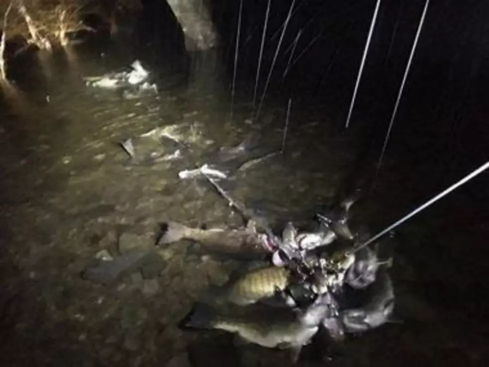 DEC: Ulster County Bass Poachers Plead Guilty