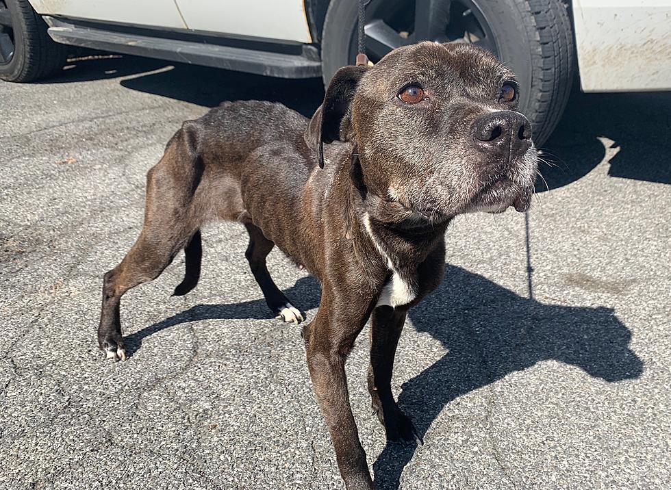 Extremely Emaciated Pitbulls Found in Putnam County