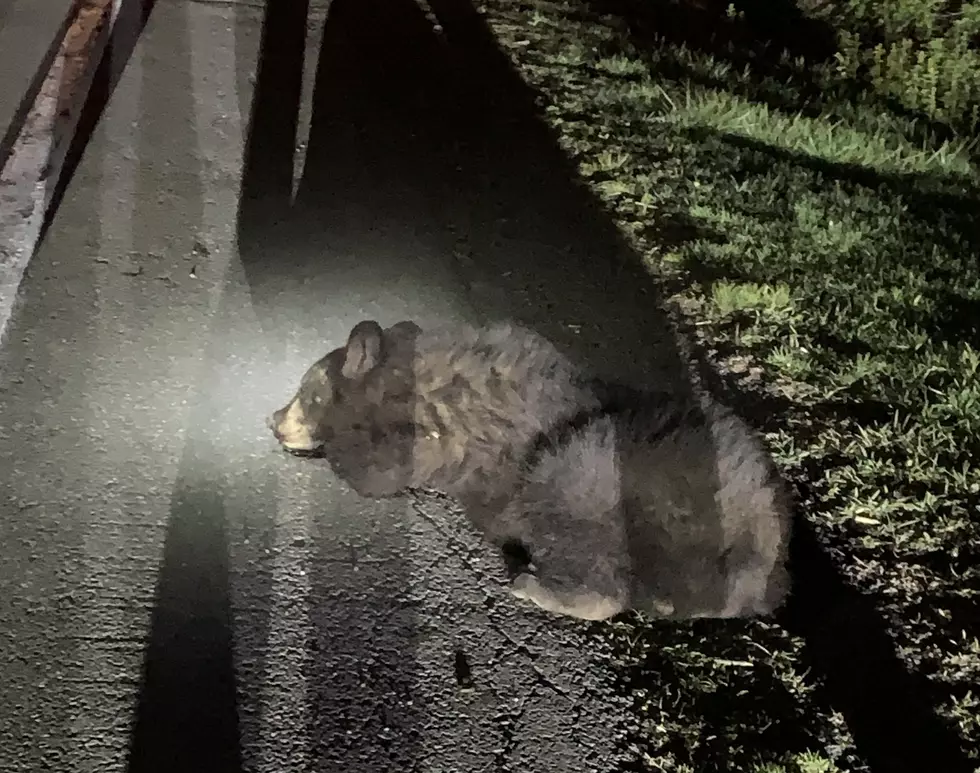Black Bear Saved in Pleasant Valley After Being Struck by Vehicle