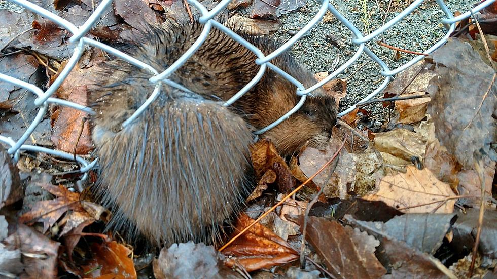 Hudson Valley Comes Together to Assist Woodchuck Stuck in a Fence