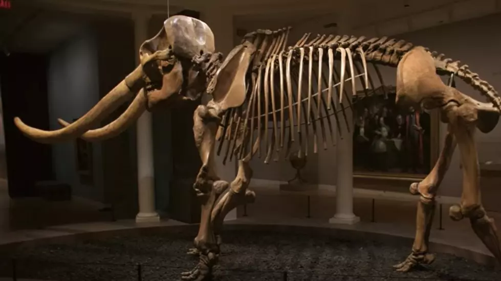 Mastodon Skeleton Discovered Near Newburgh Headed for Smithsonian