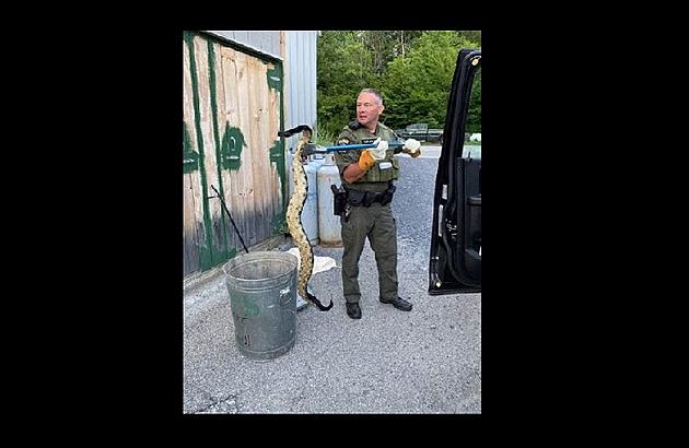 Trapped Timber Rattlesnake Surprises Upstate New York Vacationers