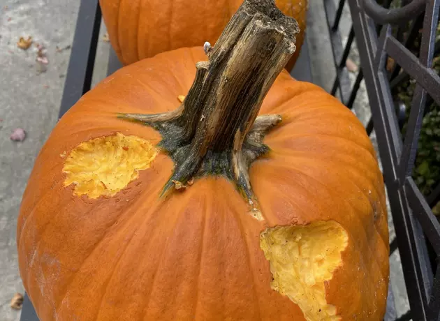 How to Stop Squirrels and Chipmunks From Eating Your Pumpkins