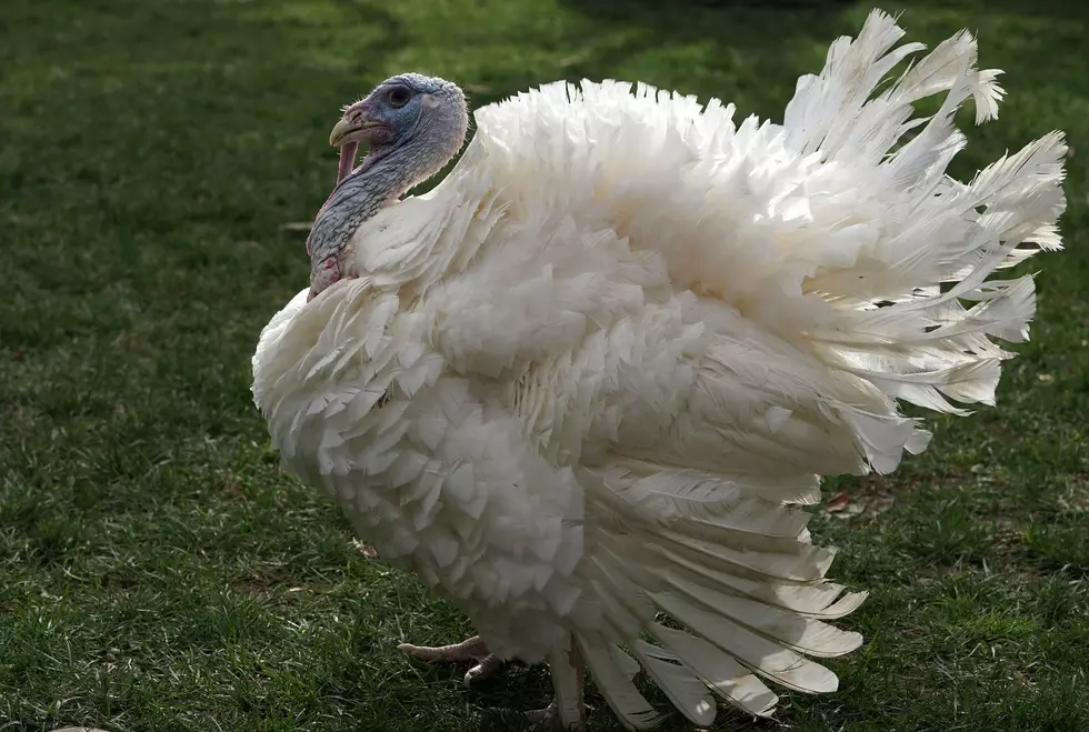 Don’t Eat Turkey? Try These Hudson Valley Alternatives