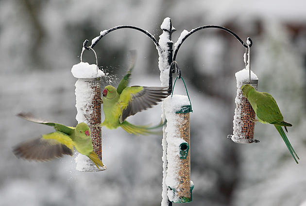 Now Is the Most Important Time to Feed our Feathered Friends