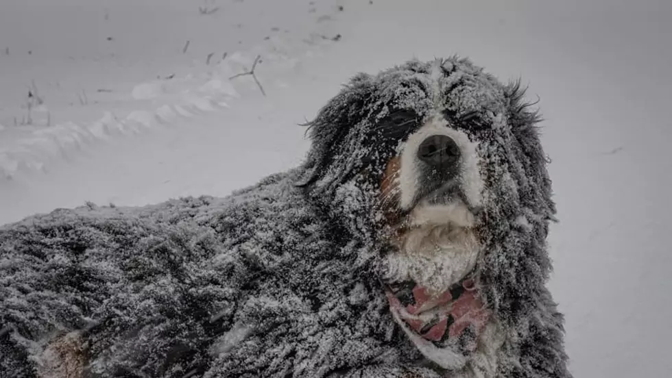 The Hudson Valley Shares Adorable Pics of Pets in the Snow