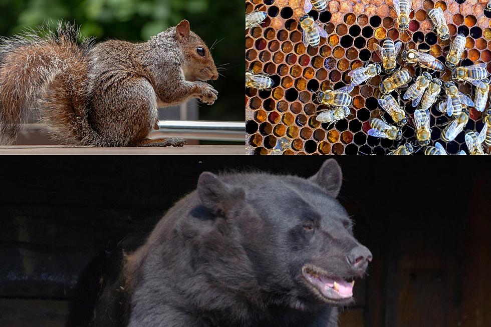 10 Hudson Valley Creatures Emerging From Hibernation