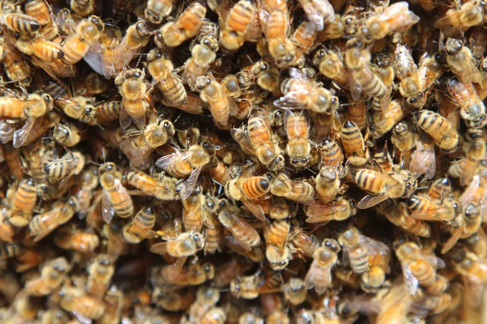 Are You Ready for the Hudson Valley Honey Bee Swarm?