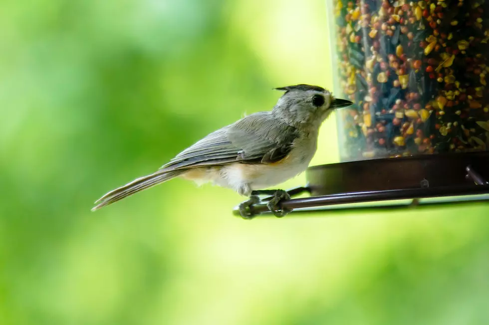 Warning: If You Filled Your Bird Feeder, You Might Want to Take it Down