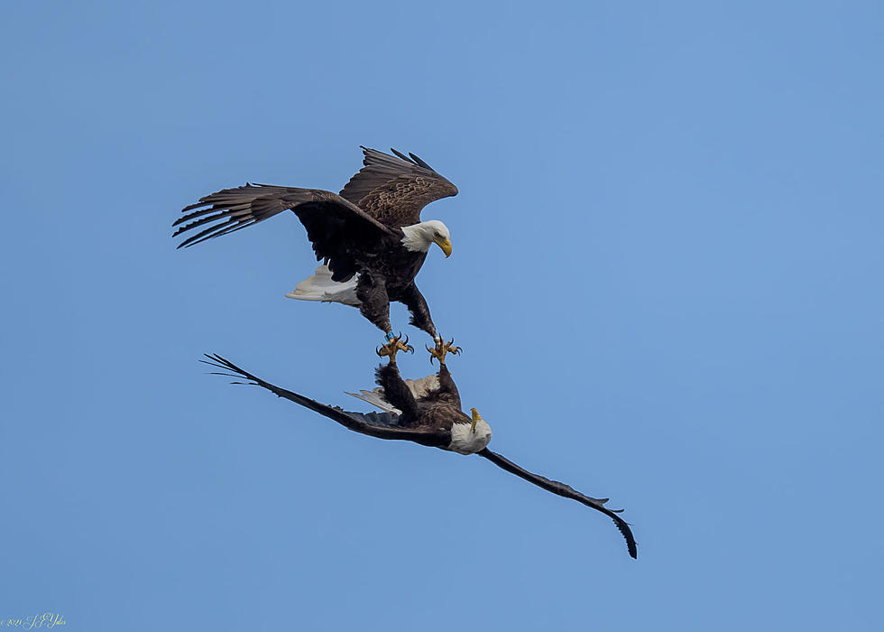 Stunning Photos of Two Eagles Tangling in the Sky Above the Hudson Valley