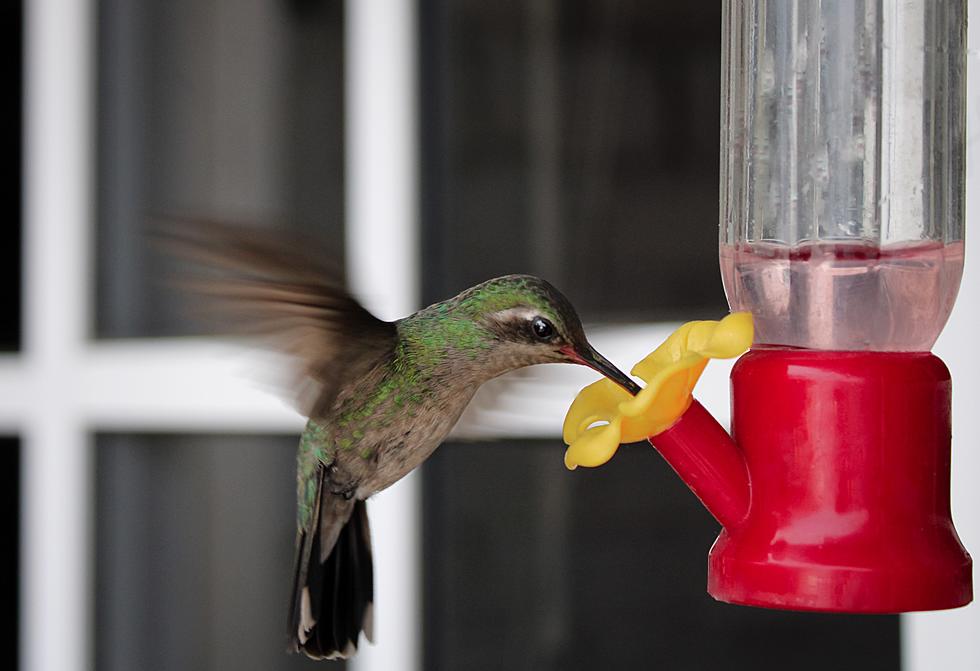 When & How to Attract Hummingbirds to Your Hudson Valley Yard