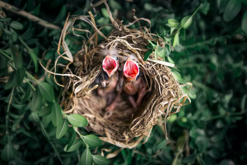 Can You Legally Remove a Bird’s Nest in the Hudson Valley?