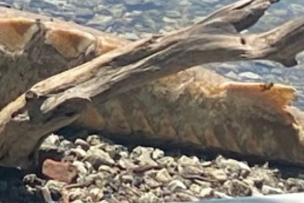 Gigantic ‘Prehistoric’ Fish Washes Up on Poughkeepsie Shoreline