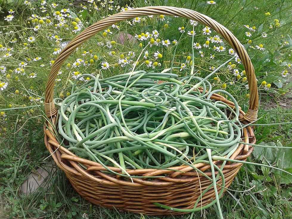 What Are Garlic Scapes and Why is the Hudson Valley So Into Them?