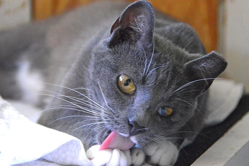 Love Polydactyl Cats? Come Meet This 2-Year-Old Stunner in Middletown