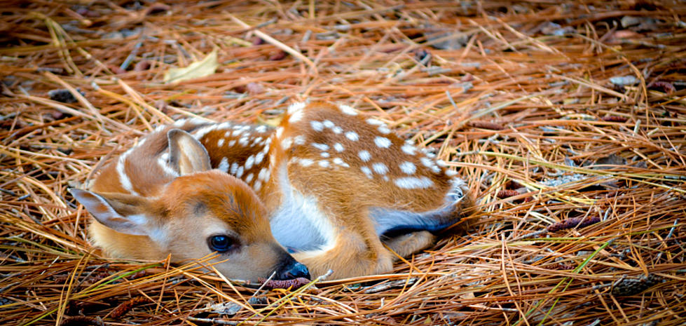 Fawn Found Hidden With Collar Attached to Rope in Hudson Valley