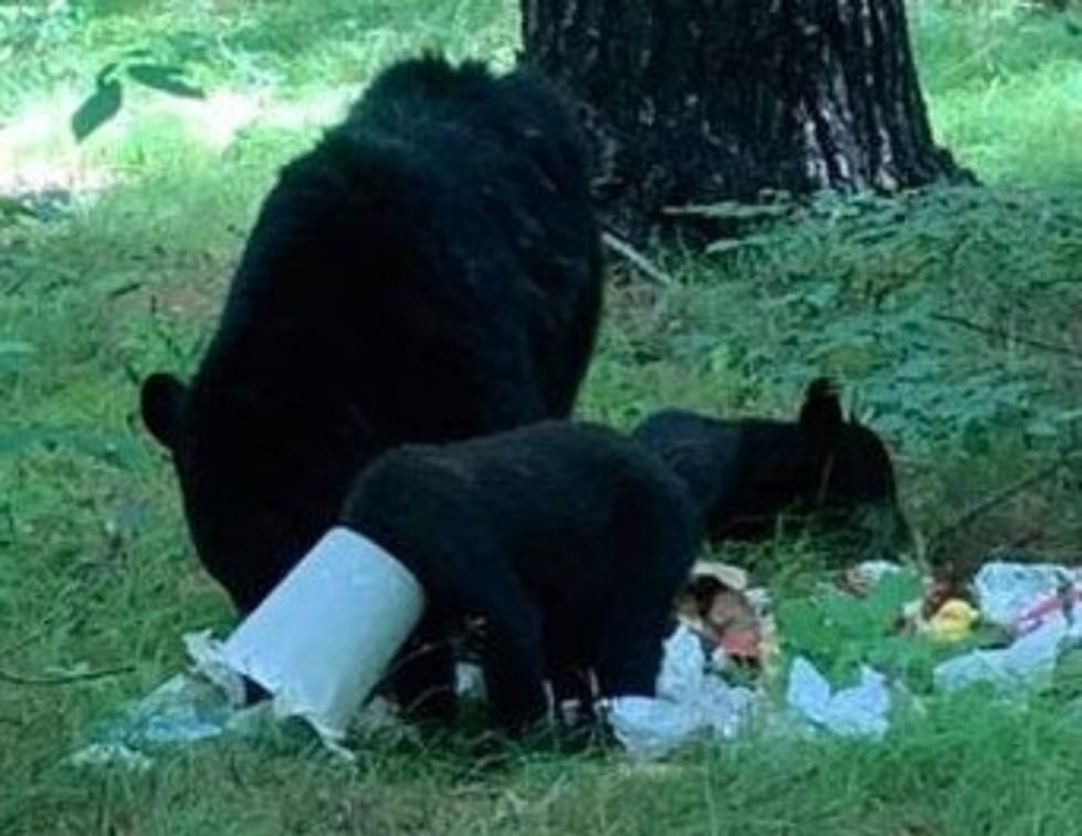 Bear Cub Found With Chicken Feeder Stuck on Head in Hudson Valley