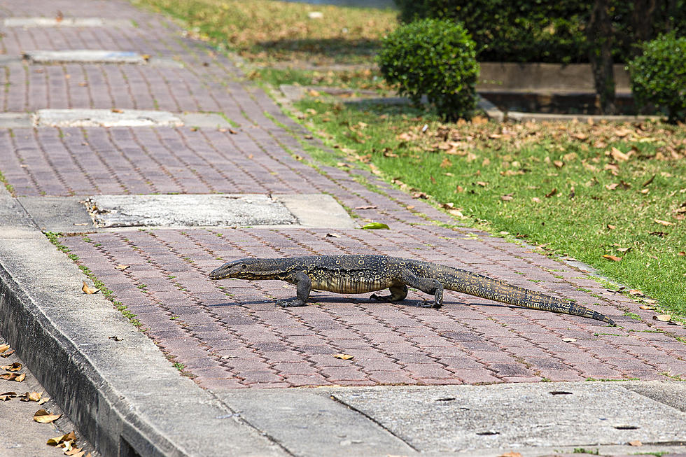 Police in New York State Search For Escaped Monitor Lizard