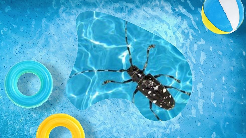Hudson Valley Pool Owners Urged to Look Out for Dangerous Beetle