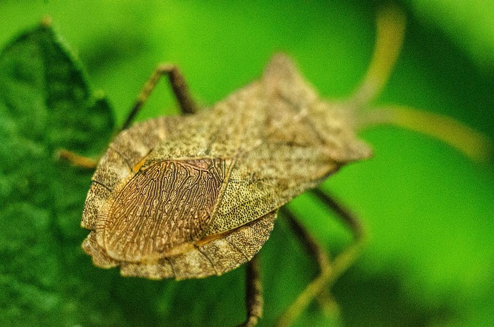 Is the Hudson Valley on the Verge of a Nasty Stink Bug Invasion?