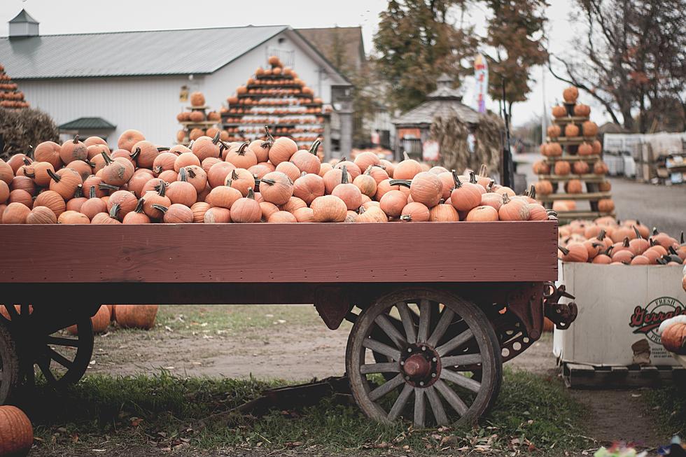 Dutchess County Farm Kicks Off Holiday Markets With Fall Festival