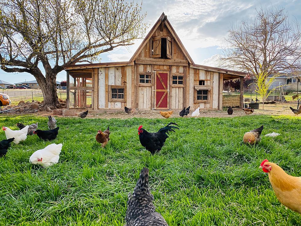 Live Poultry and Small Farm Animal Markets Coming to Putnam Valley