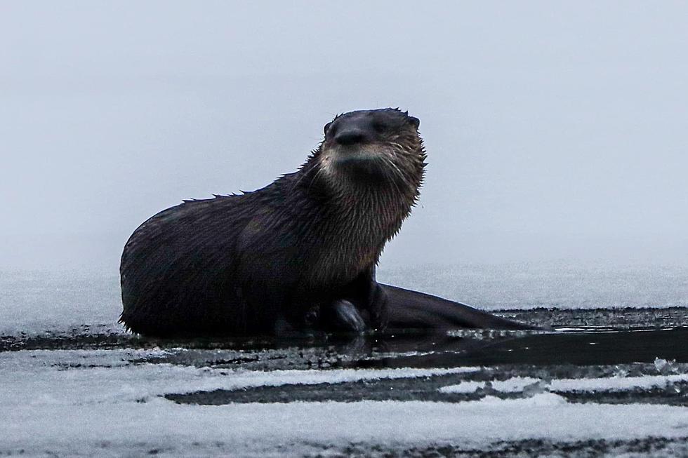 Hudson Valley Otter Makes Big Splash on Facebook