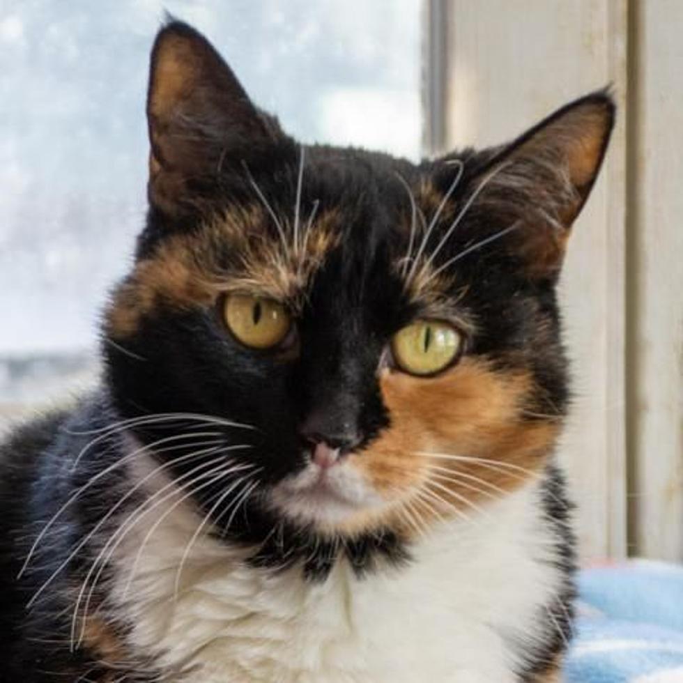 Meet the Gorgeous Cat Gyda from Pets Alive!
