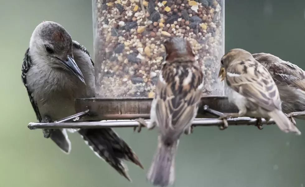 New York State Man Arrested For Having Too Many Wildlife Feeders?
