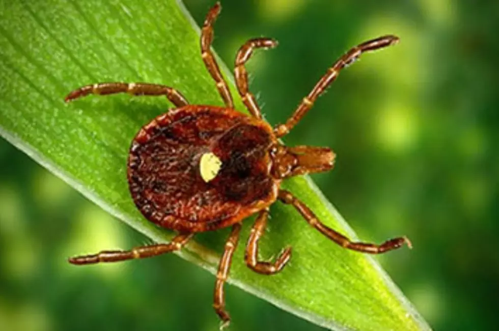 Tick That Makes You Allergic to Meat Spreads to Hudson Valley