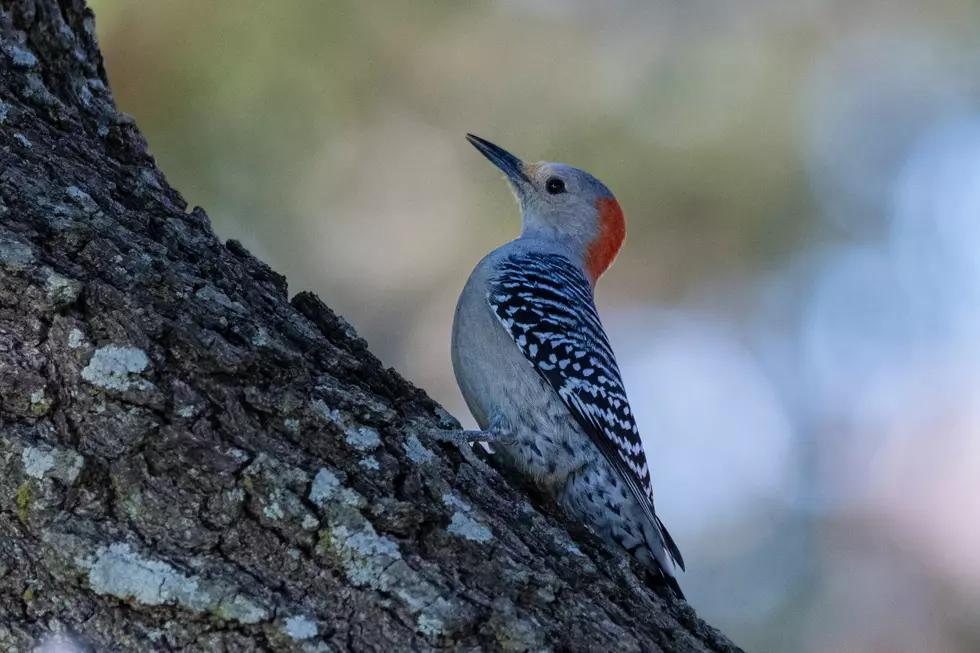 Why Woodpeckers Are Suddenly Attacking Hudson Valley Homes