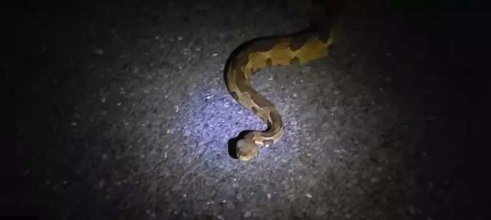 Closer Look at Venomous Snake Spotted in Cornwall, New York [VIDEO]