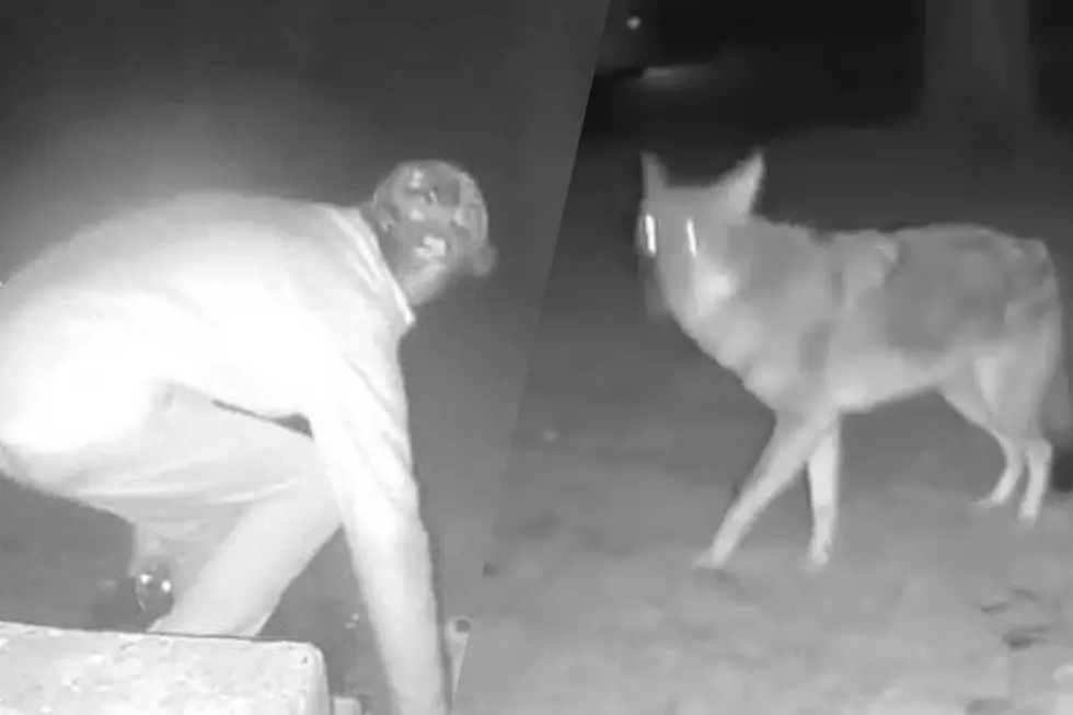 Hombre vs. Coyote pelea captada por la cámara en Hyde Park, Nueva York
