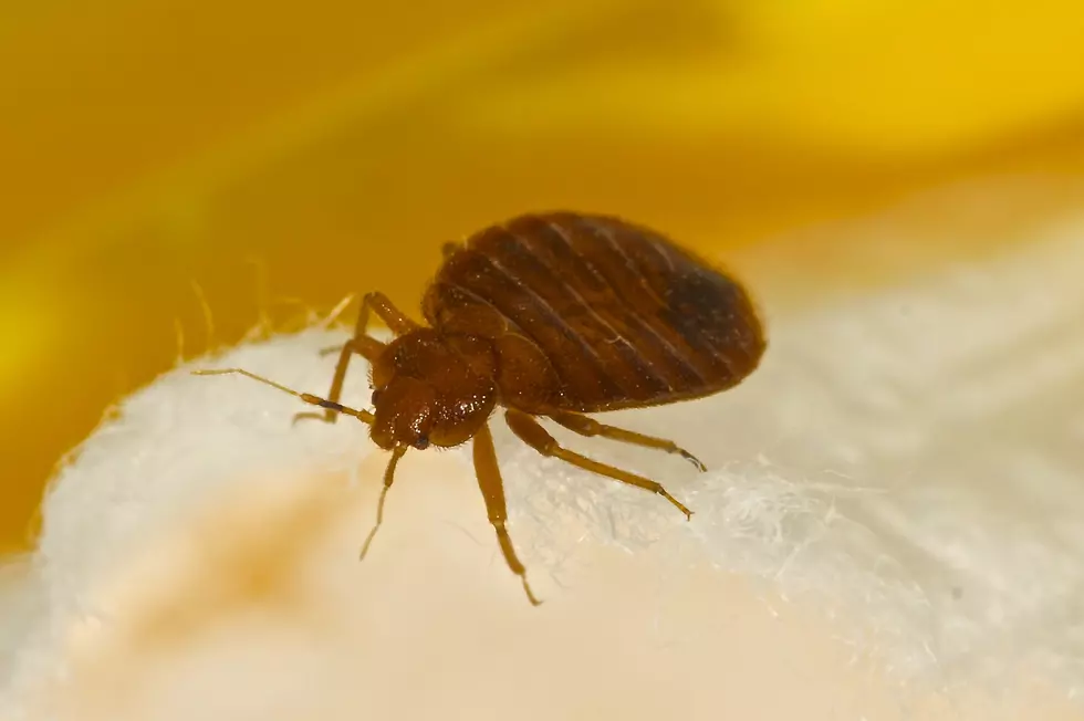 New York Ranks High Among Places For Worst Bedbug Infestations