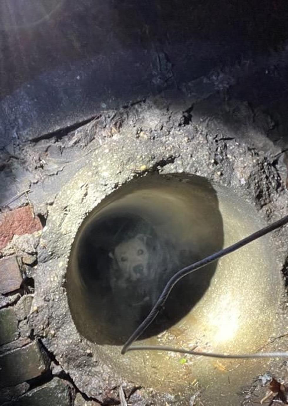 Police in Lower Hudson Valley Rescue Dog Trapped in Sewer [PICS]