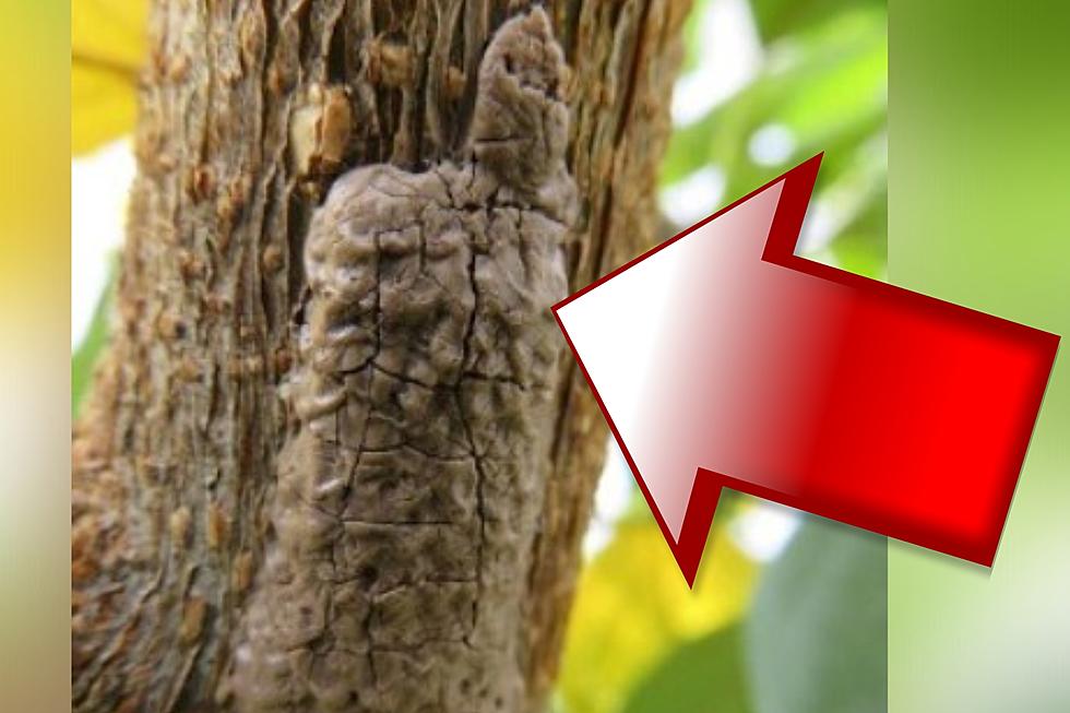 ‘Fungus’ Found on Hudson Valley Trees is Actually Dangerous Pest